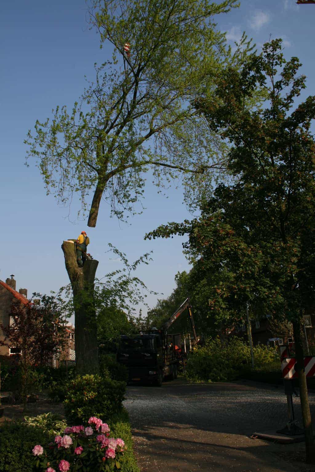 bomen rooien/boom boxtel/IMG_5033.JPG
