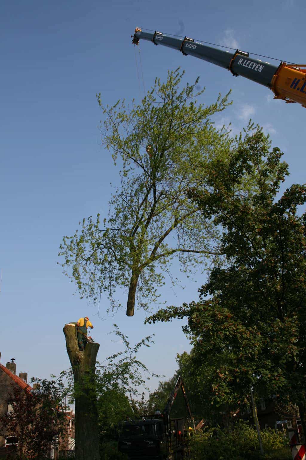 bomen rooien/boom boxtel/IMG_5034.JPG