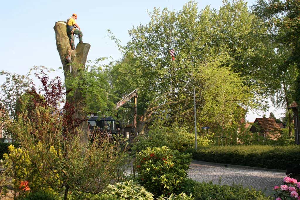 bomen rooien/boom boxtel/IMG_5044.JPG