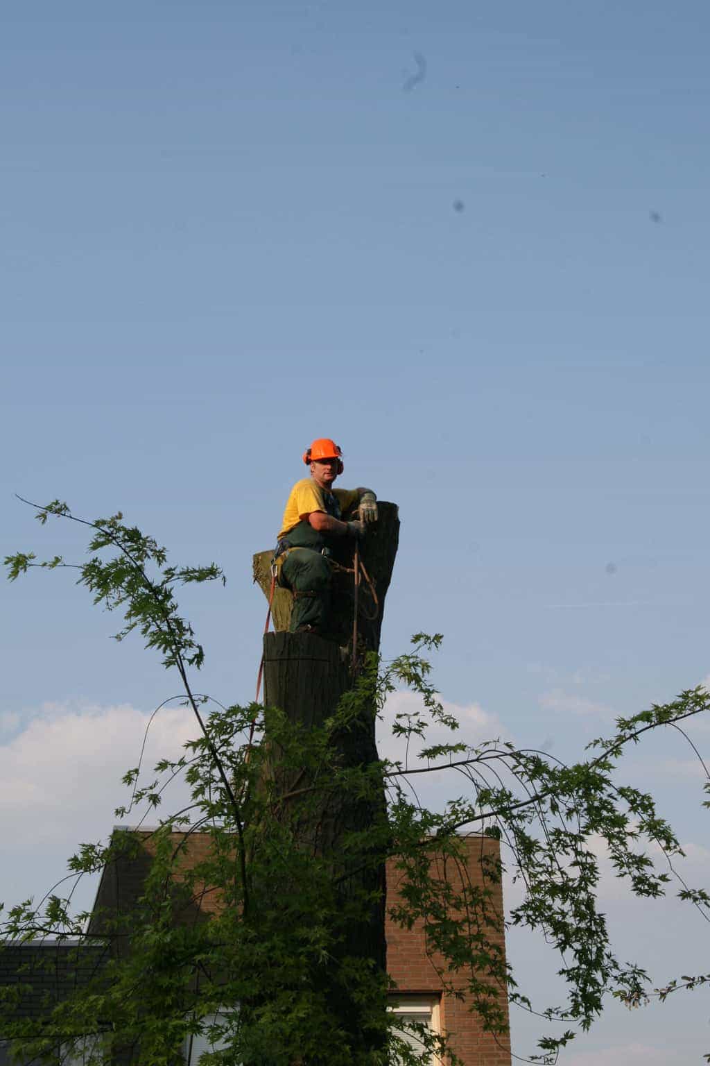 bomen rooien/boom boxtel/IMG_5047.JPG