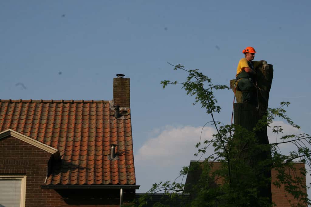 bomen rooien/boom boxtel/IMG_5048.JPG