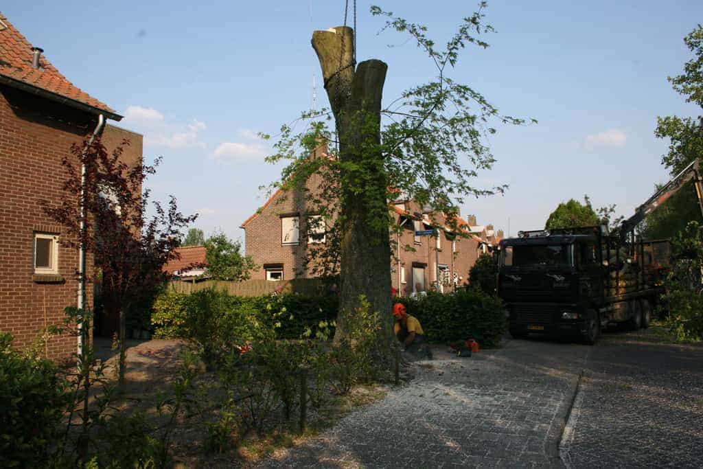 bomen rooien/boom boxtel/IMG_5058.JPG