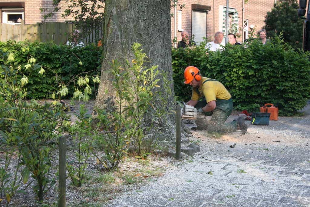 bomen rooien/boom boxtel/IMG_5061.JPG