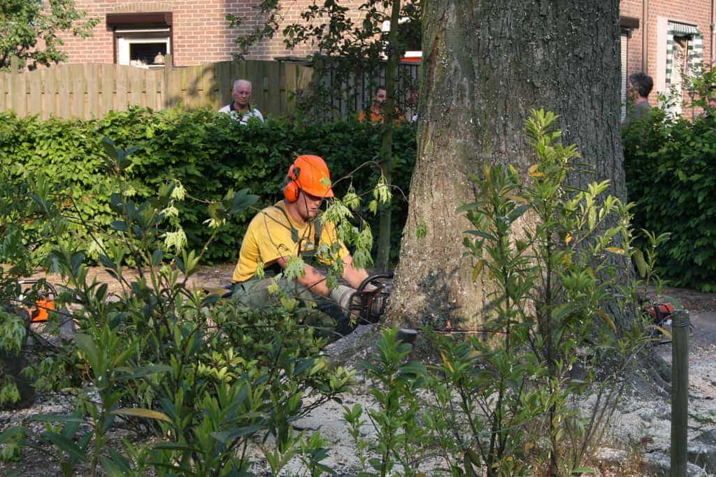 bomen rooien/boom boxtel/IMG_5063.JPG