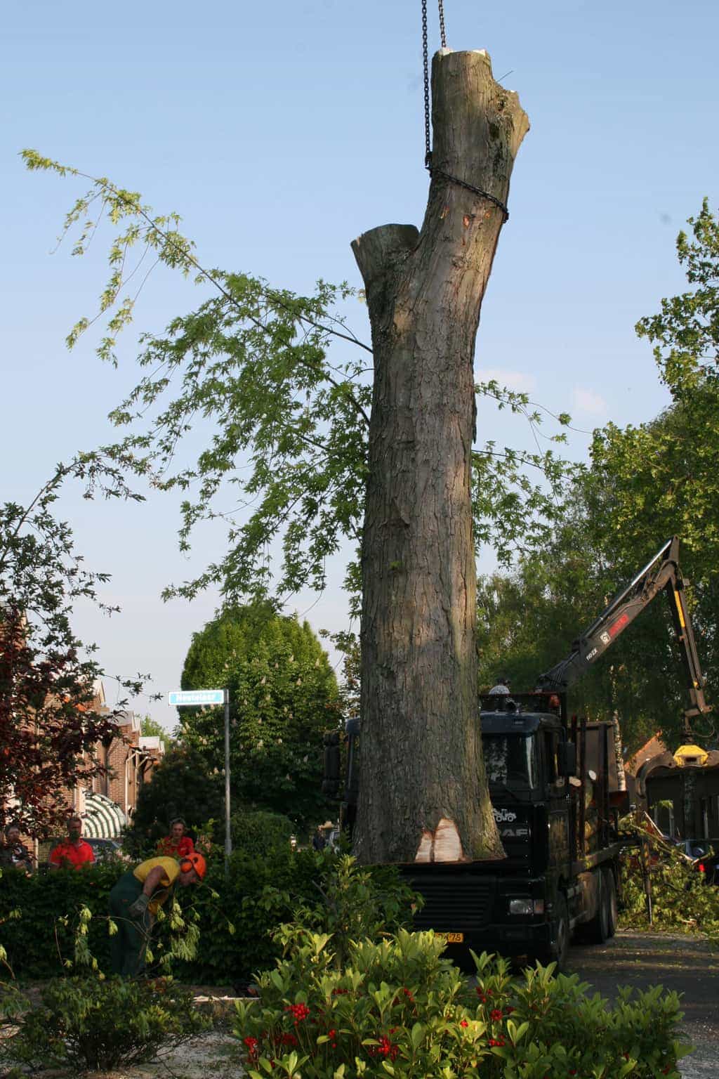 bomen rooien/boom boxtel/IMG_5066.JPG