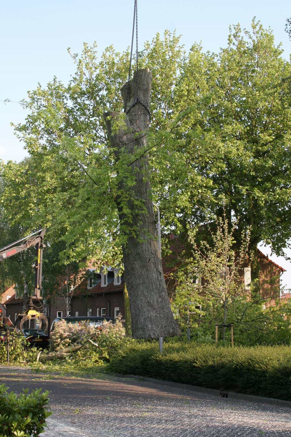bomen rooien/boom boxtel/IMG_5068.JPG