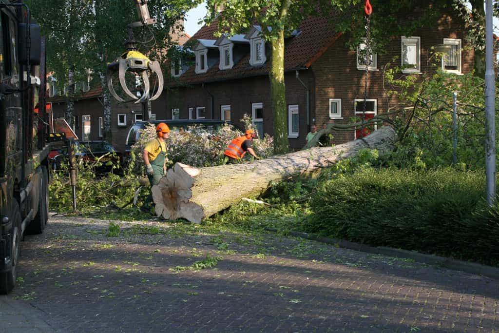 bomen rooien/boom boxtel/IMG_5075.JPG