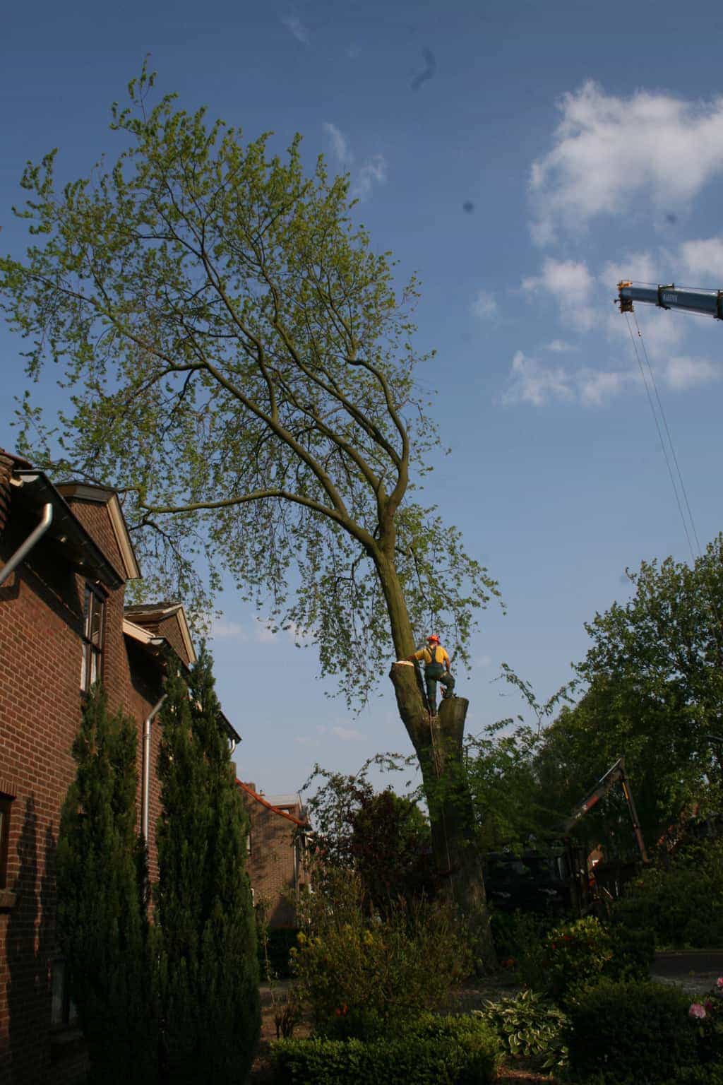 bomen rooien/boom boxtel/bomen rooien bomen kappen bomen vellen bomen snoeien  Wessinge Werven Wercheren Wenum Wely Wellseind
