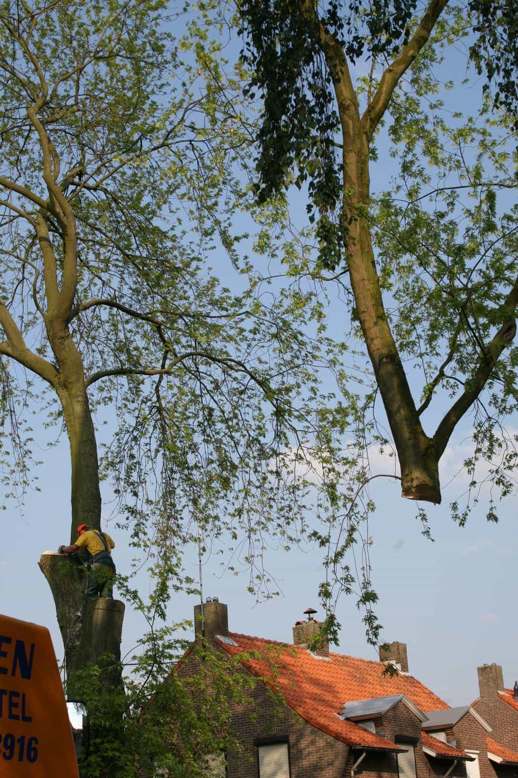 bomen rooien/boom boxtel/bomen rooien bomen kappen bomen vellen bomen snoeien bomen verwijderen zwolle Zwiep Zweekhorst