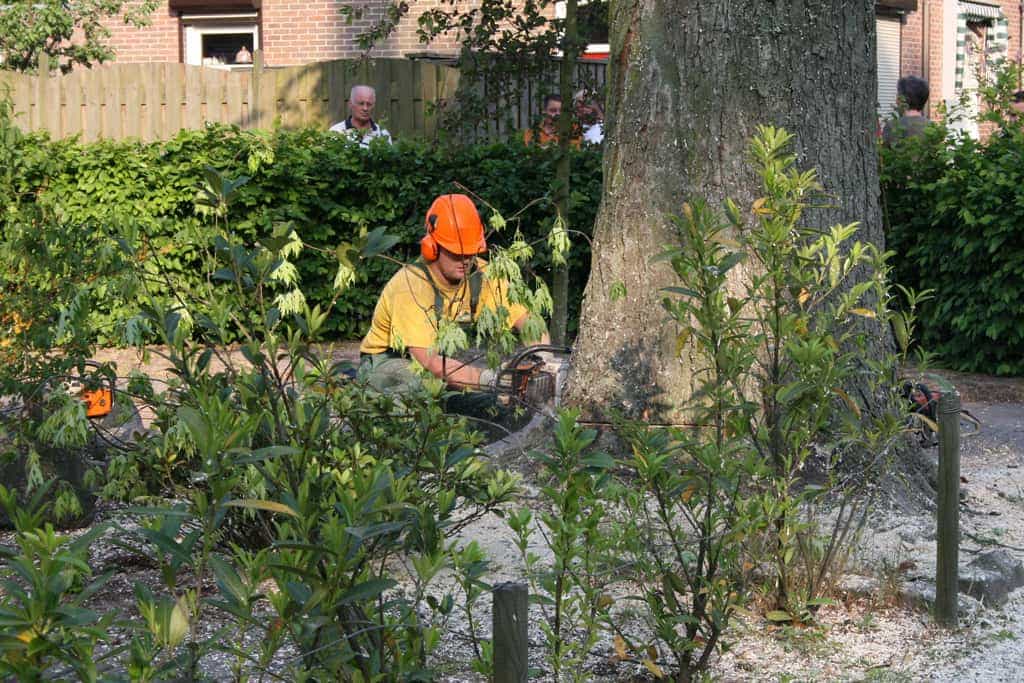 bomen rooien/boom boxtel/www.avanspeldehoveniers.nl.JPG