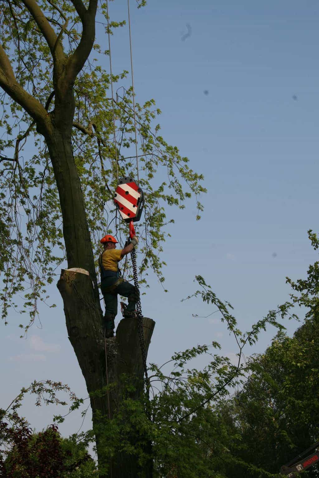 bomen rooien/boom boxtel/www.avanspeldehoveniers.nl2.JPG