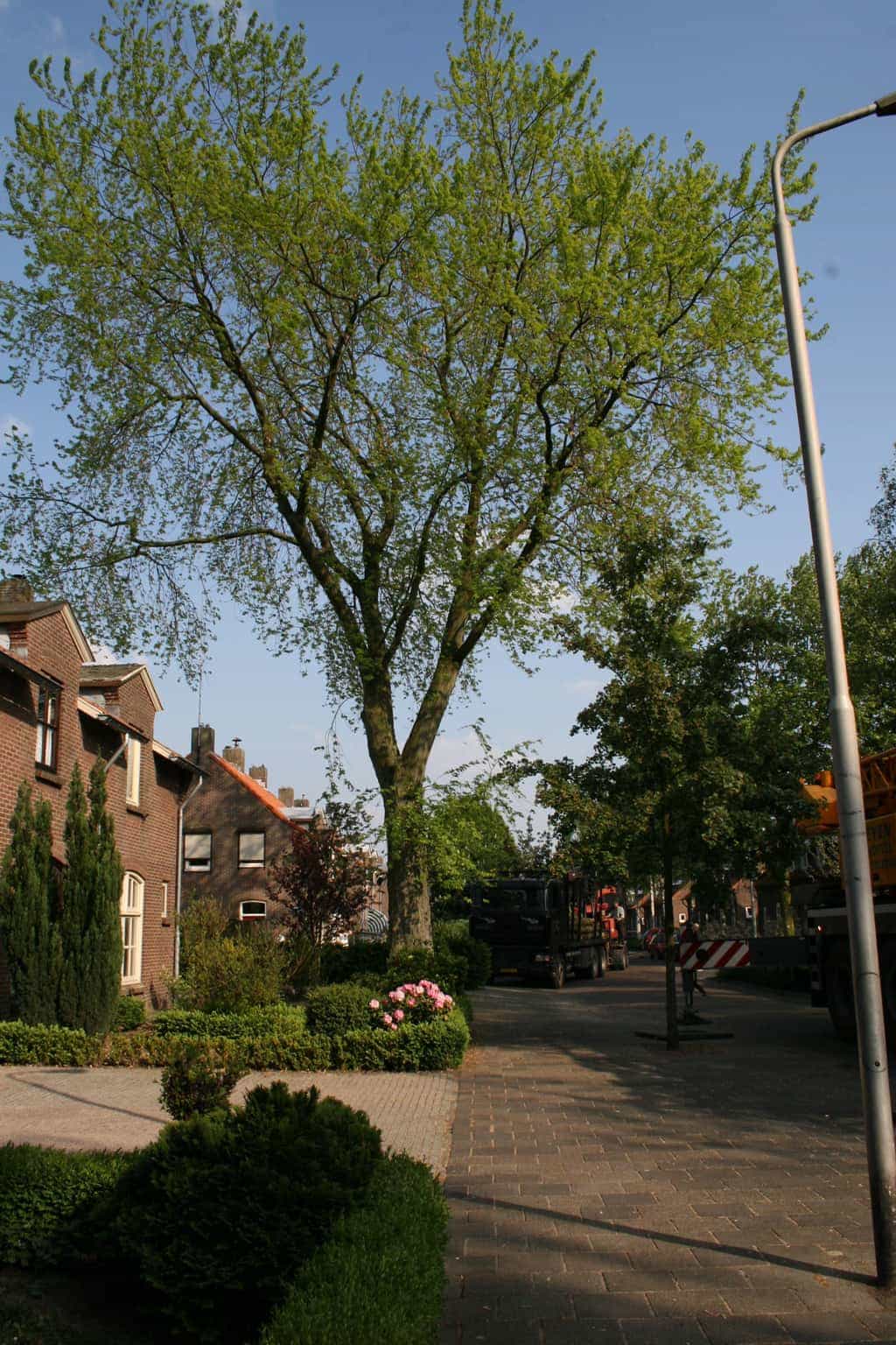 bomen rooien/boom boxtel/www.avanspeldehoveniers.nl3.JPG