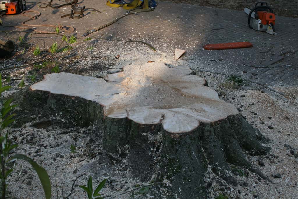 bomen rooien/boom boxtel/www.avanspeldehoveniers.nl4.JPG