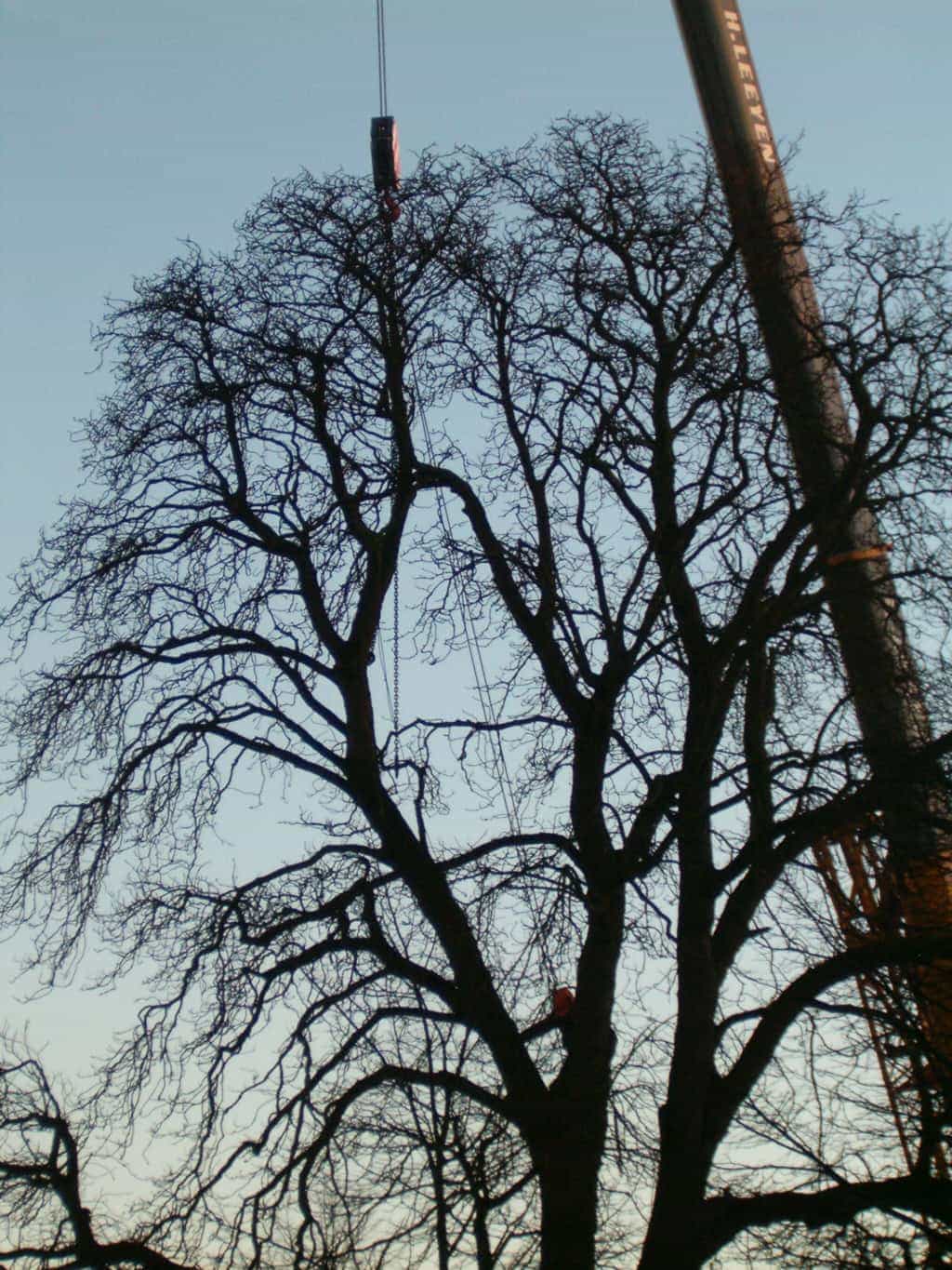 bomen rooien/boom rooien 2/HPIM0552.JPG