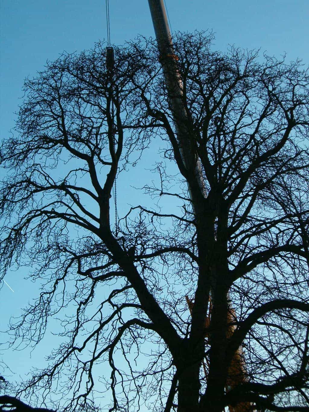 bomen rooien/boom rooien 2/HPIM0554.JPG
