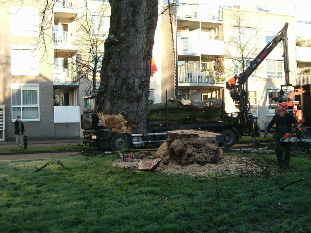 bomen rooien/boom rooien 2/HPIM0562.JPG