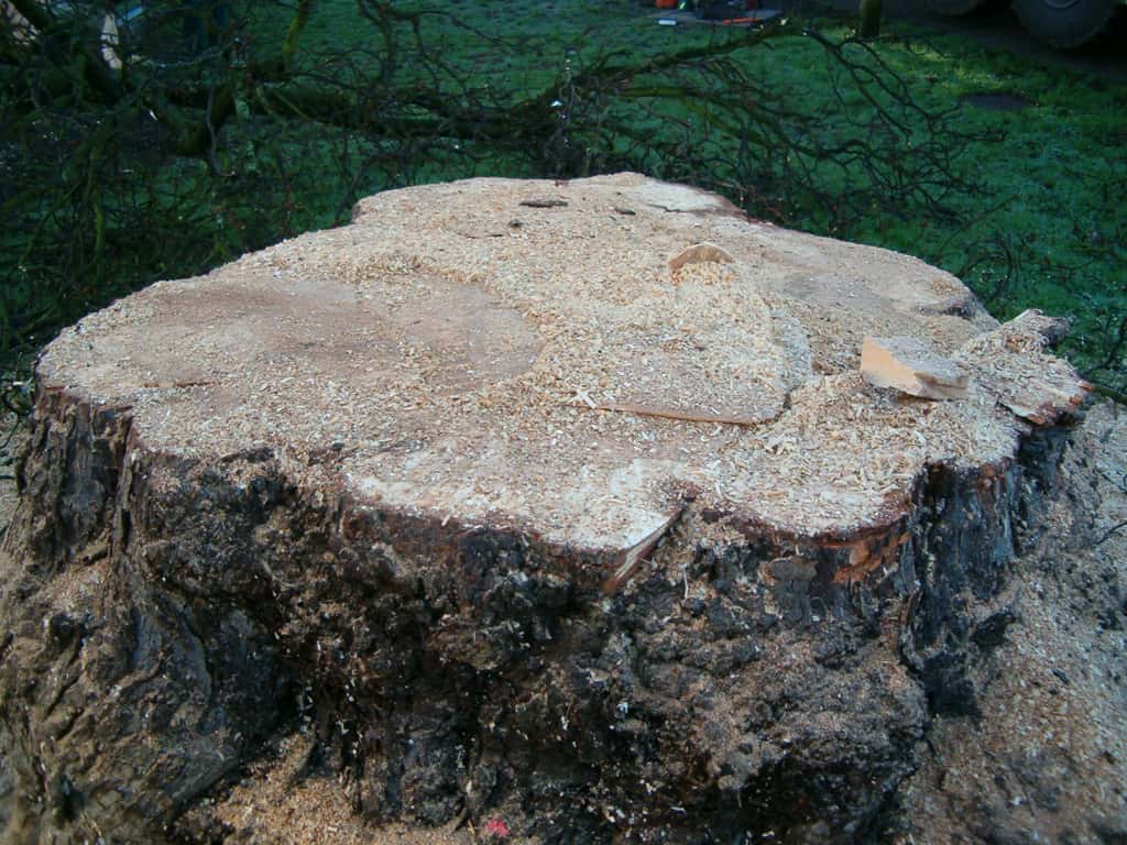 bomen rooien/boom rooien 2/HPIM0564.JPG