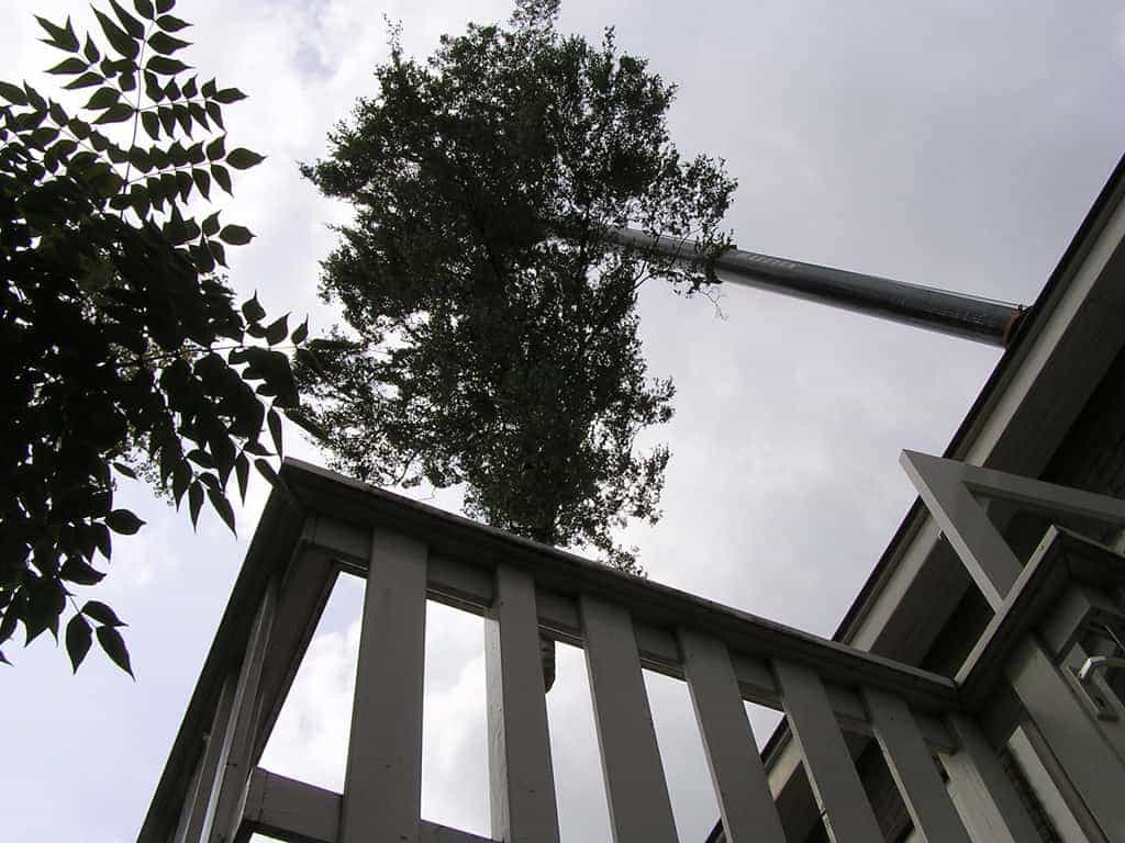 bomen rooien/boom rooien/1 berkenboom rooien bomen kappen snoeien