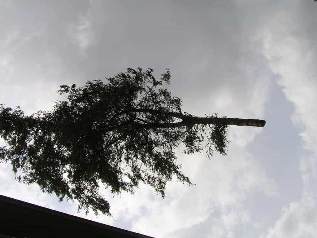 bomen rooien/boom rooien/3 rooien en kapen van bomen notenboom elzen essen eiken bomen rooien uit een achtertuin