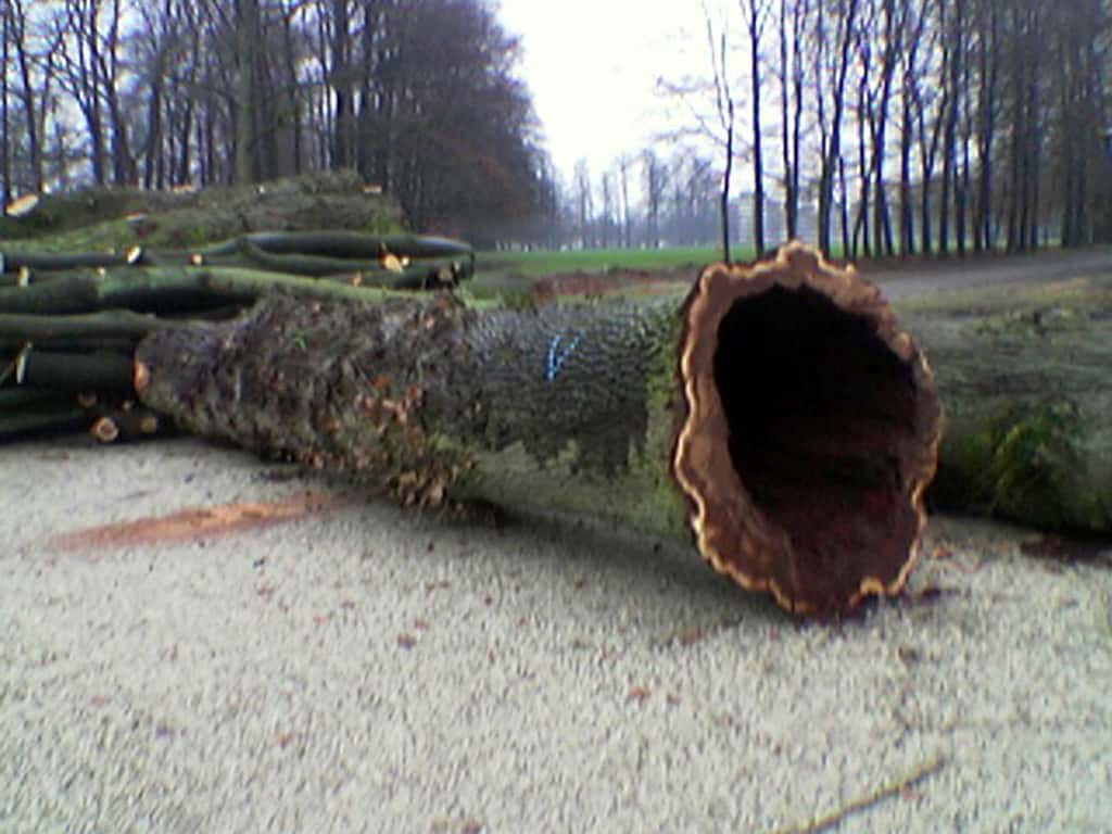 bomen rooien/boom rooien/Afb(69)