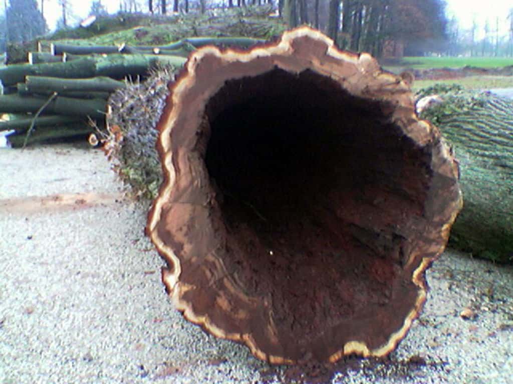 bomen rooien/boom rooien/Afb(70)