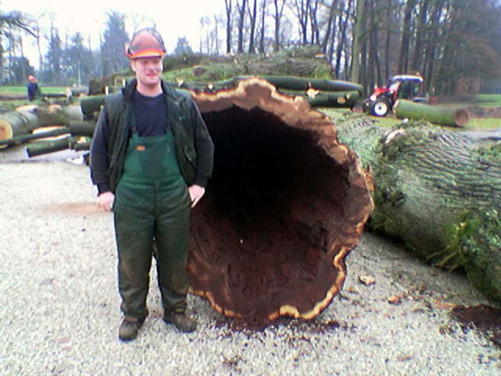 bomen rooien/boom rooien/Afb(71)