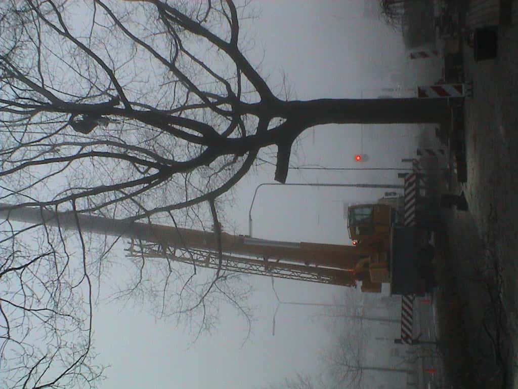 bomen rooien/boom rooien/Nijmegen/Afbeelding 020