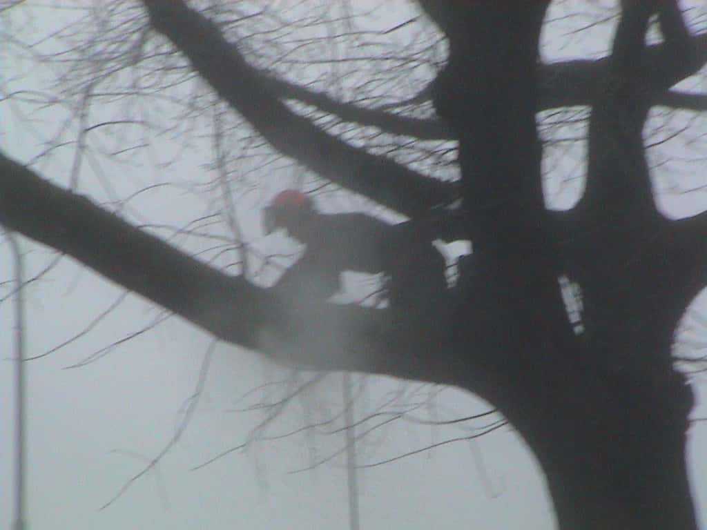 bomen rooien/boom rooien/Nijmegen/DSC01966.JPG