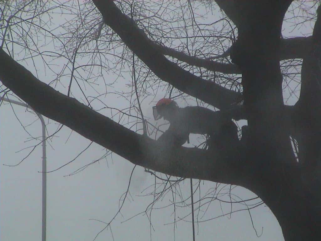 bomen rooien/boom rooien/Nijmegen/DSC01967.JPG