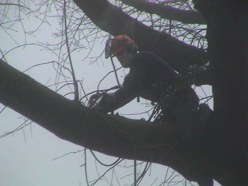 bomen rooien/boom rooien/Nijmegen/DSC01968.JPG