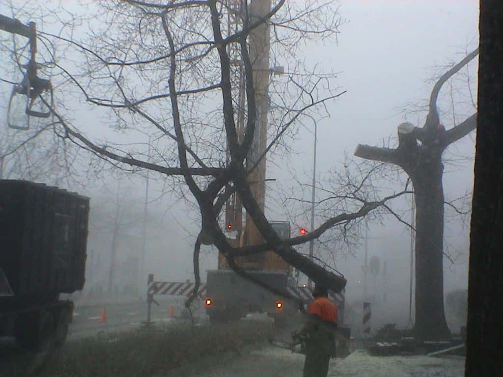 bomen rooien/boom rooien/Nijmegen/DSC01981.JPG