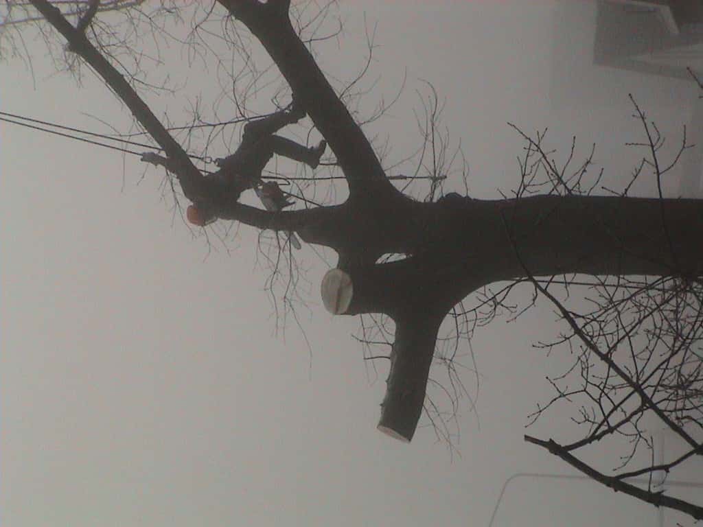 bomen rooien/boom rooien/Nijmegen/DSC01986.JPG