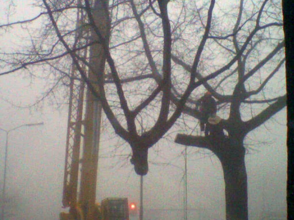 bomen rooien/boom rooien/Nijmegen/SP_A1027