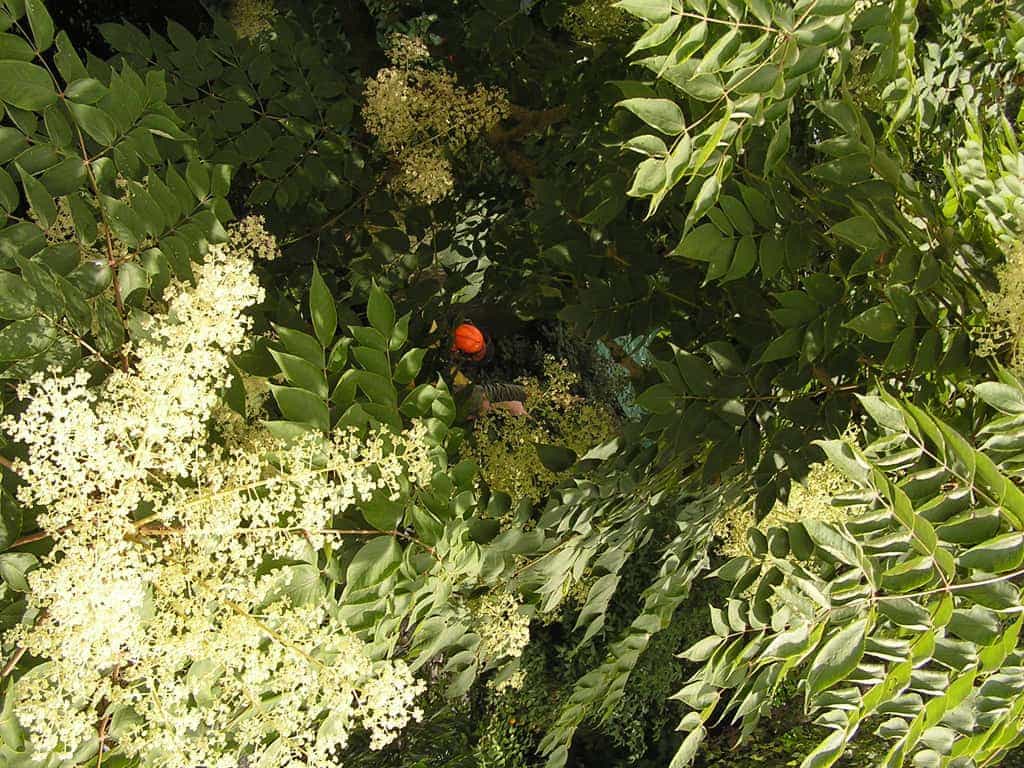 bomen rooien/boom rooien/P4250131.JPG
