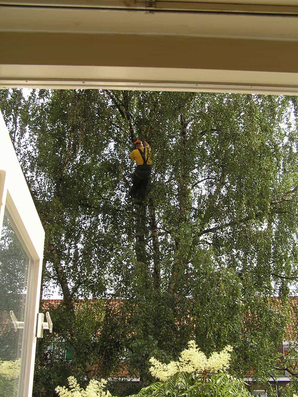 bomen rooien/boom rooien/P4250139.JPG