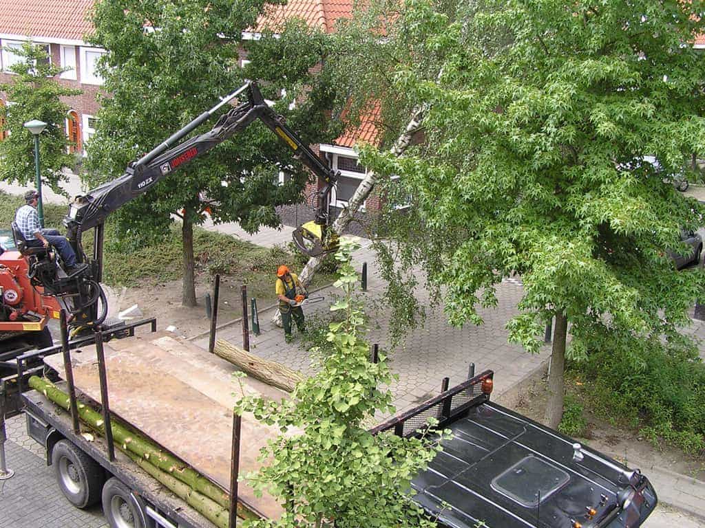 bomen rooien/boom rooien/P4250152.JPG
