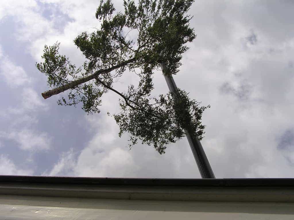bomen rooien/boom rooien/P4250165.JPG