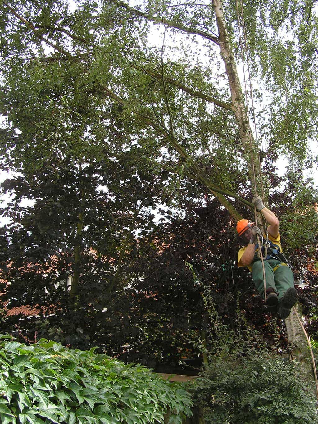 bomen rooien/boom rooien/P4250174.JPG