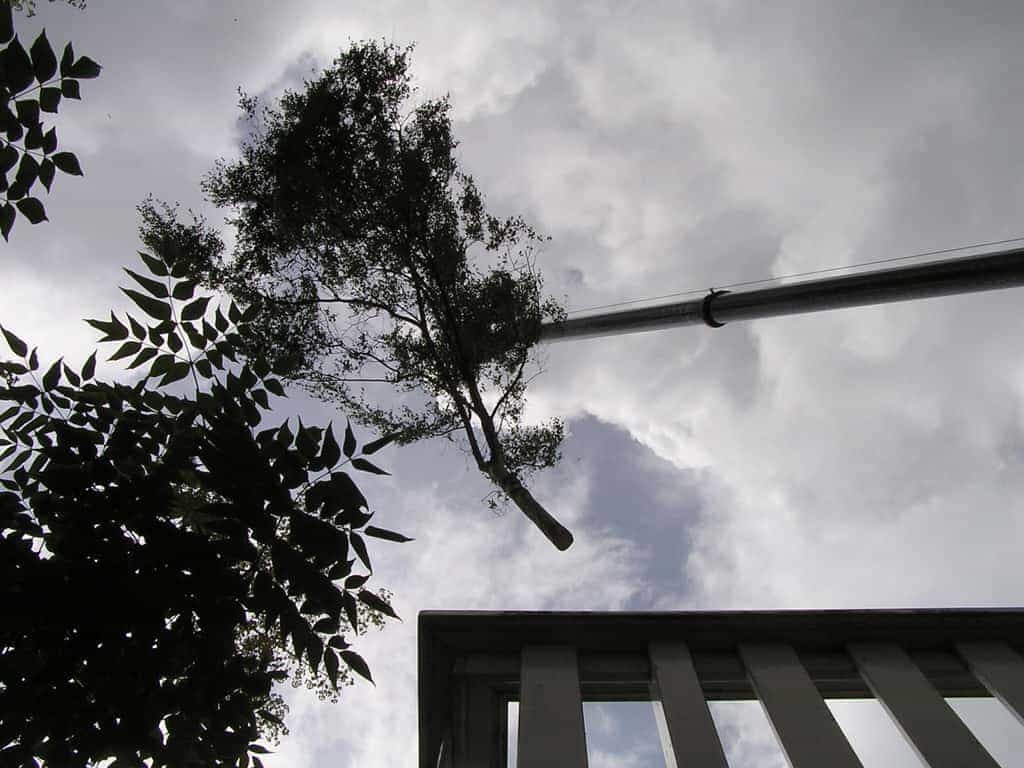 bomen rooien/boom rooien/P4250177.JPG