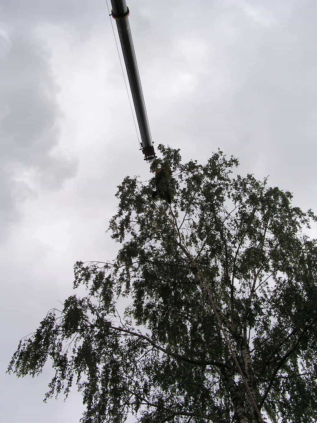 bomen rooien/boom rooien/P4250181.JPG