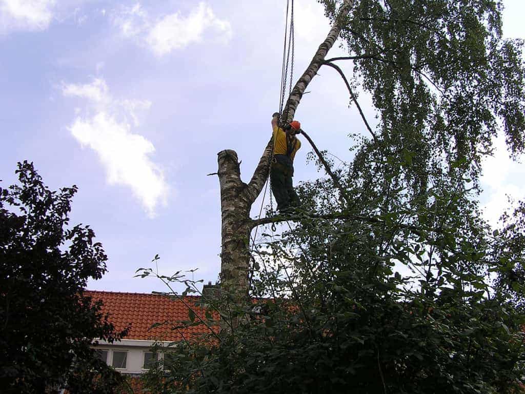 bomen rooien/boom rooien/P4250195.JPG