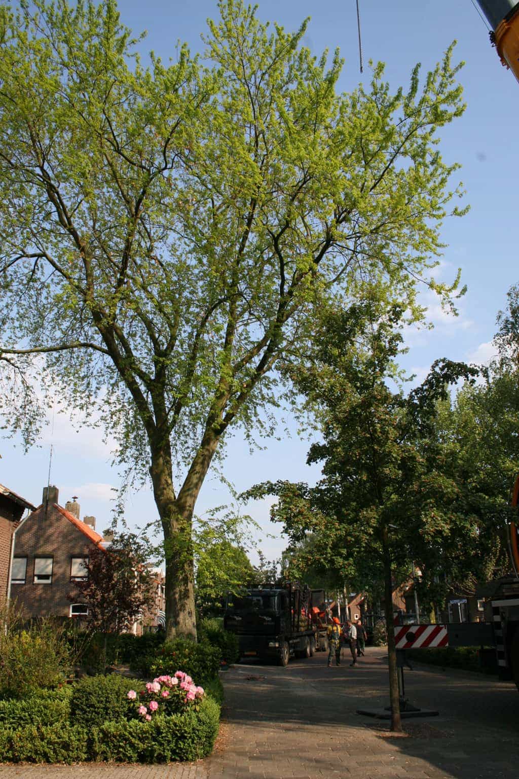 bomen rooien/boom rooien/boom boxtel/IMG_4902.JPG
