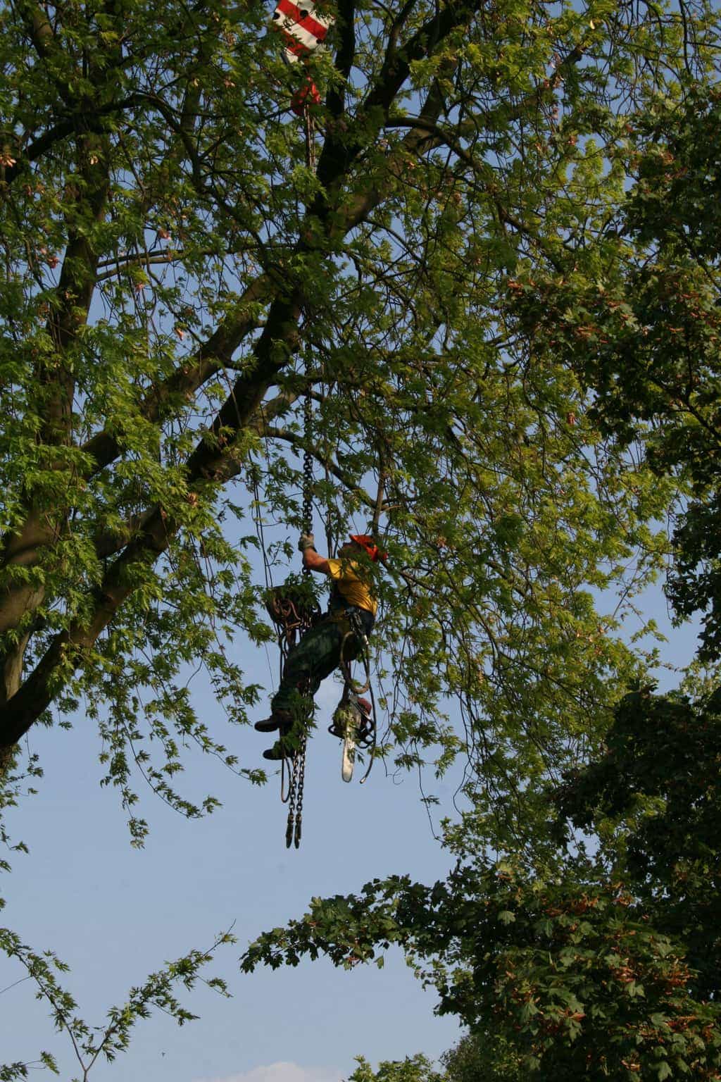 bomen rooien/boom rooien/boom boxtel/IMG_4908.JPG