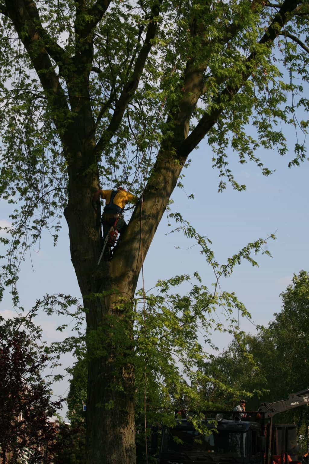 bomen rooien/boom rooien/boom boxtel/IMG_4918.JPG