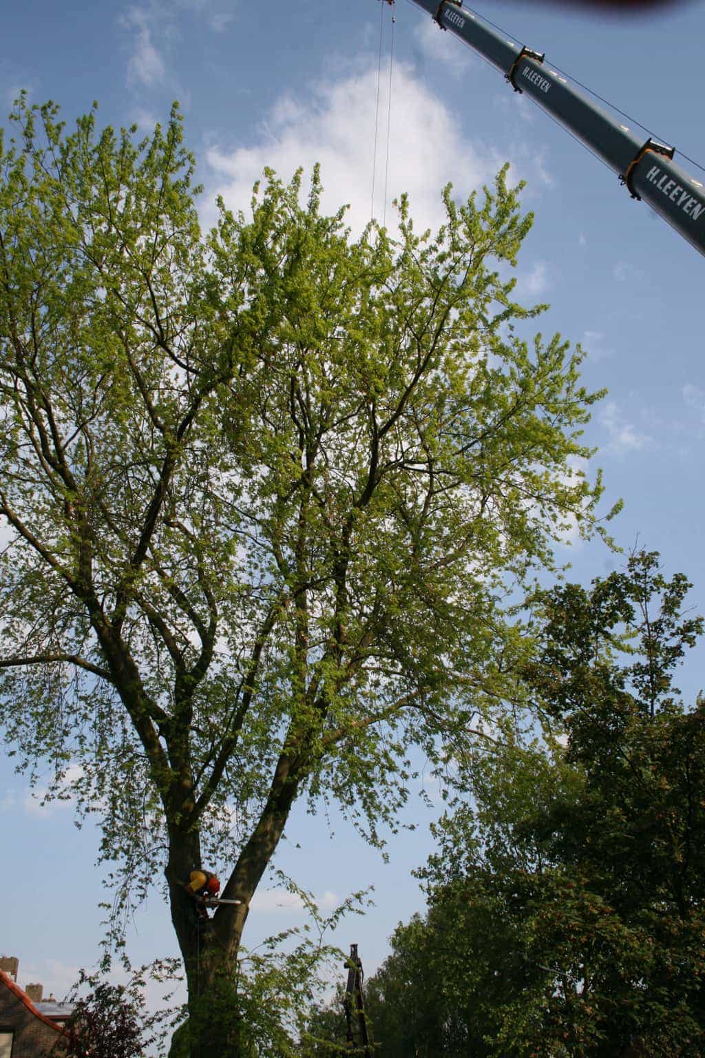 bomen rooien/boom rooien/boom boxtel/IMG_4934.JPG