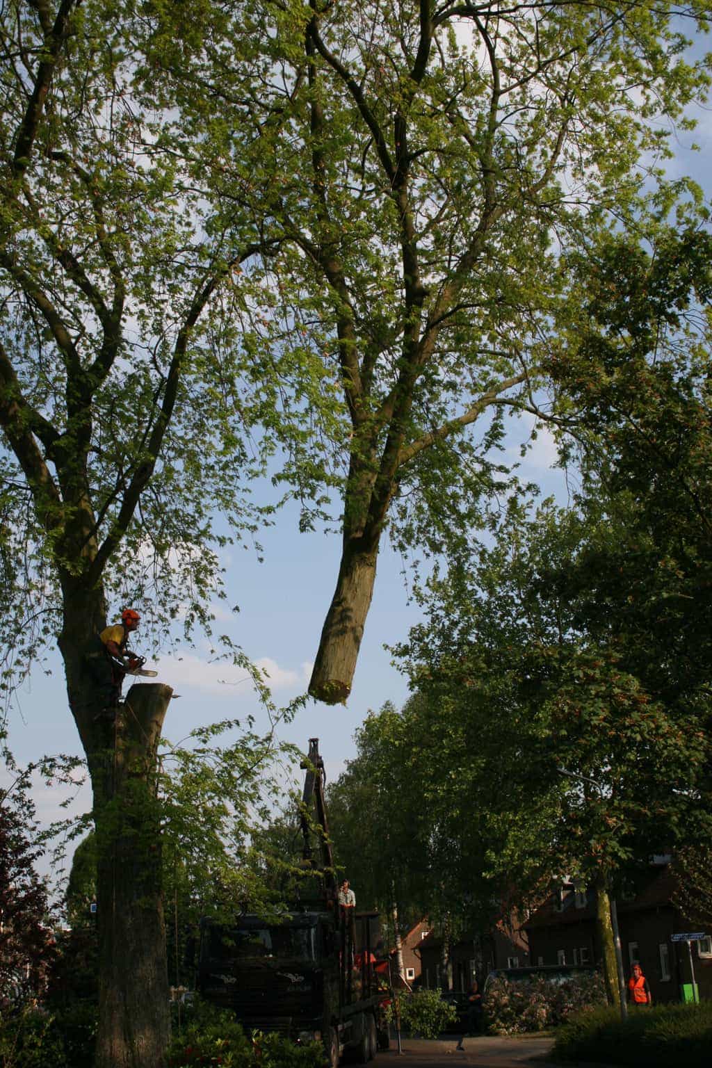 bomen rooien/boom rooien/boom boxtel/IMG_4937.JPG