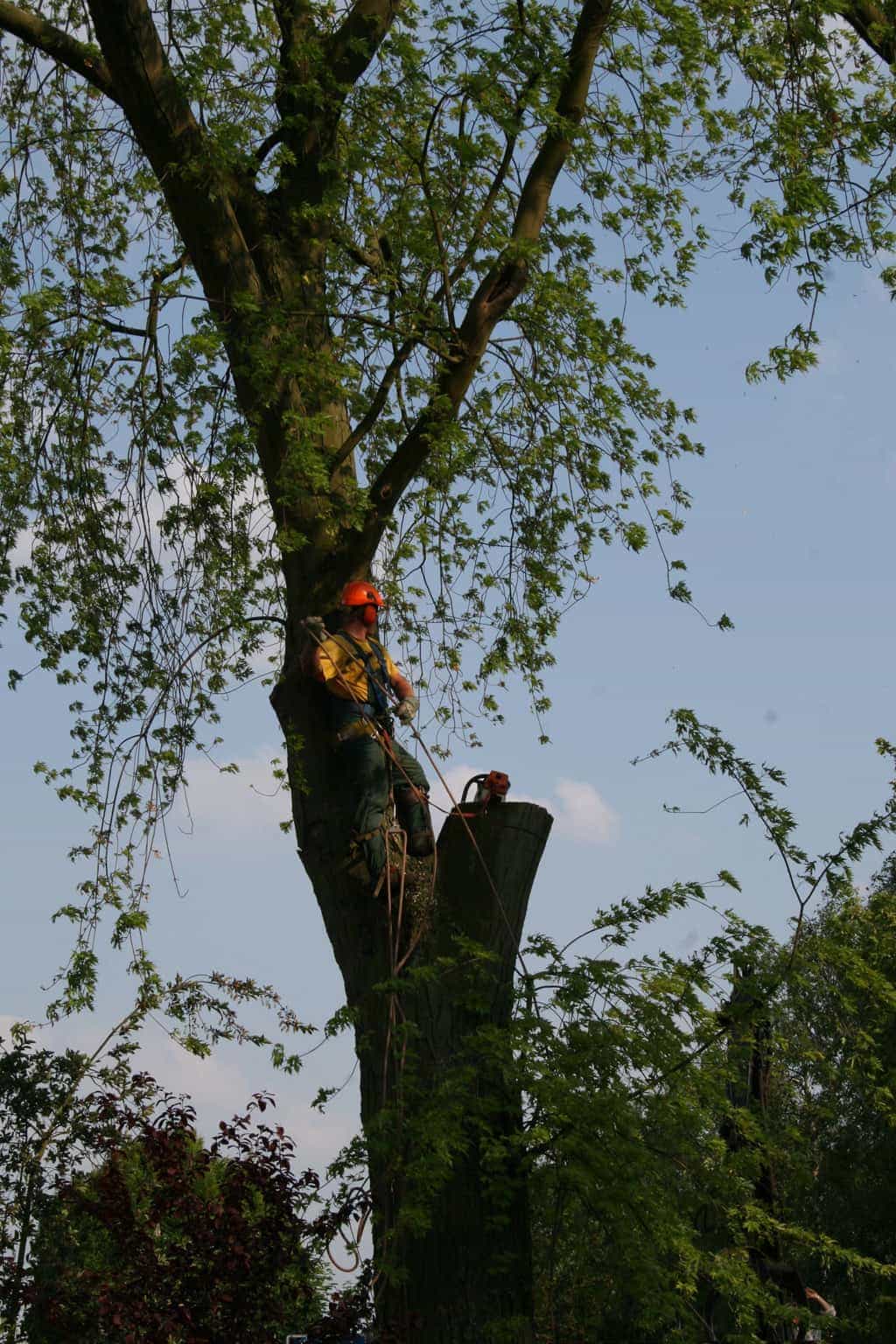 bomen rooien/boom rooien/boom boxtel/IMG_4942.JPG