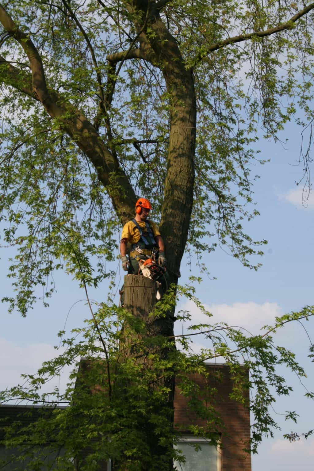 bomen rooien/boom rooien/boom boxtel/IMG_4955.JPG