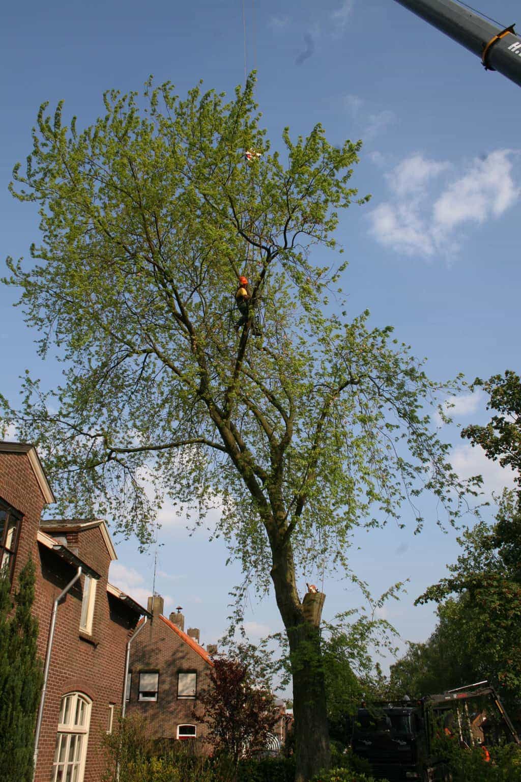 bomen rooien/boom rooien/boom boxtel/IMG_4959.JPG