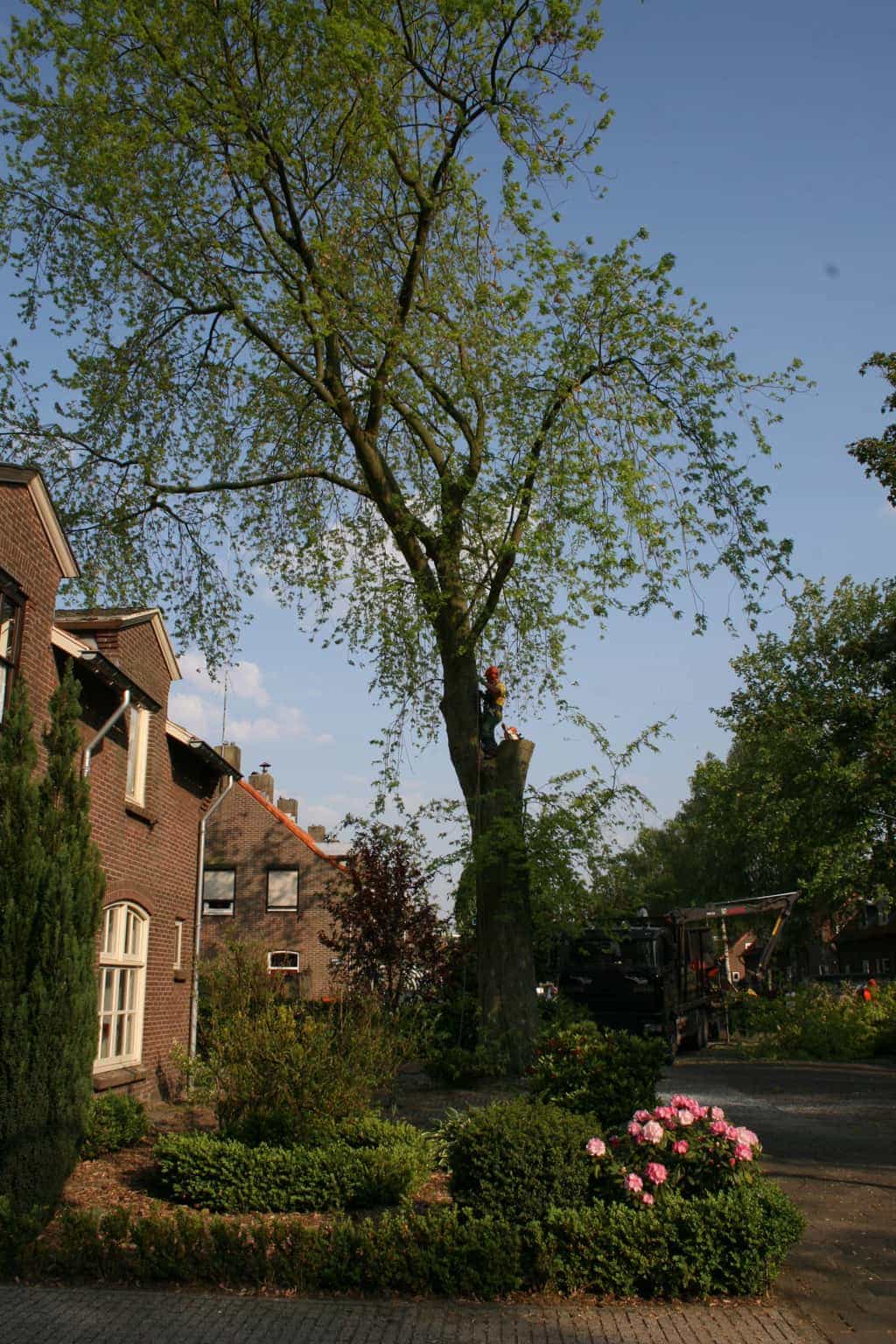 bomen rooien/boom rooien/boom boxtel/IMG_4975.JPG
